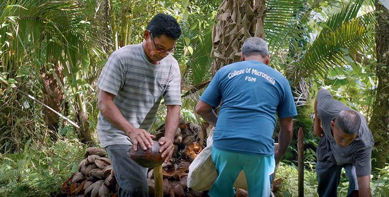Micronesian farmers husking coconuts